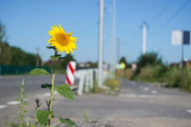 istock Sunflower grew on the roadside 1022565854
