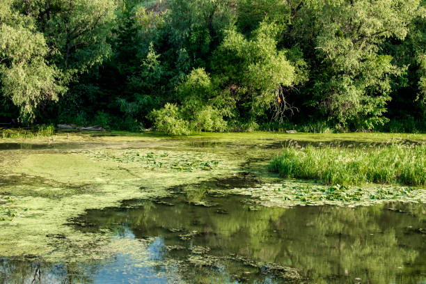 istock Wetlands and overgrown with algae section of the river 1022565898