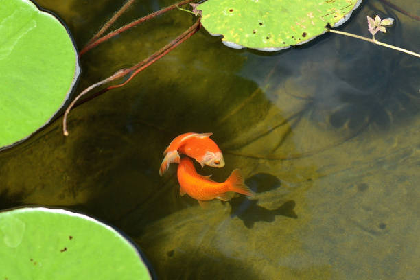 istock Nature 