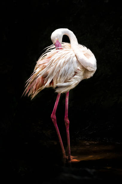 flamingo debout avec les deux pieds dans une flaque d’eau sur fond noir - flamingo bird isolated animal leg photos et images de collection