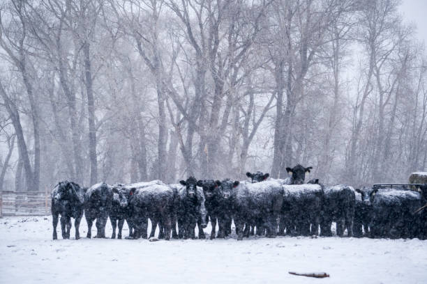 istock Beef cattle standing in a snow storm in winter 1022577590