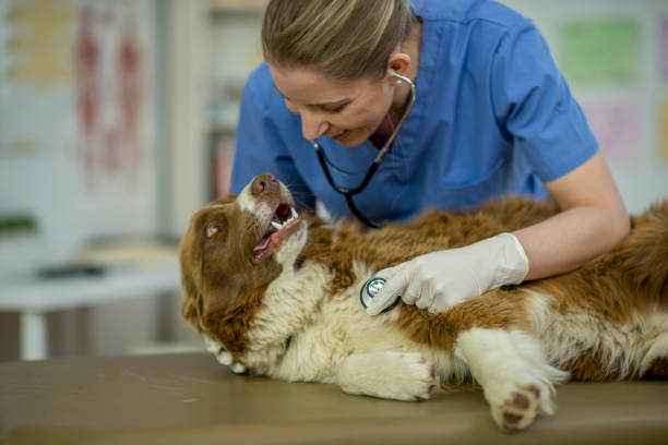 istock Vet smiling at the dog 1022577724