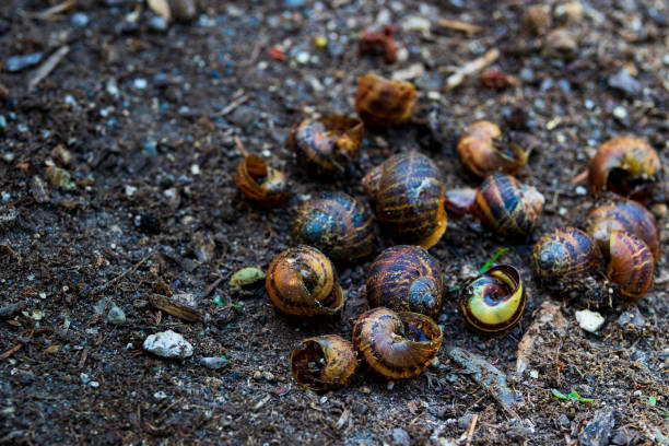 conchas de caracol vacías en tierra en un jardín - remote shell snail isolated fotografías e imágenes de stock