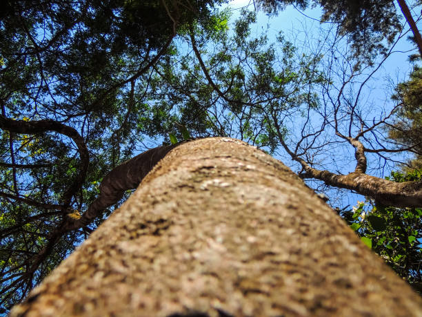 istock Beautiful Tree View in Vibrant Colors 1022580770