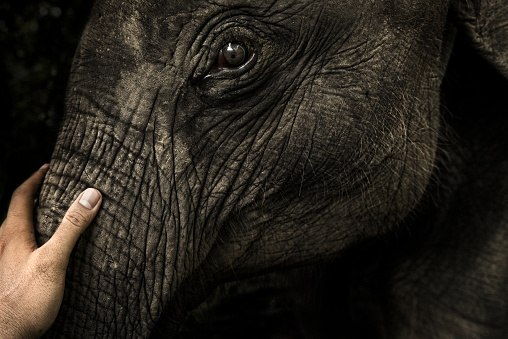 Closeup of a man's hand stroking little elephant's trunk head