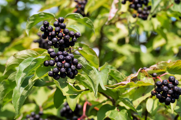 Black berries of common dogwood (Cornus sanguinea) Black berries of common dogwood (Cornus sanguinea) cornus sanguinea stock pictures, royalty-free photos & images