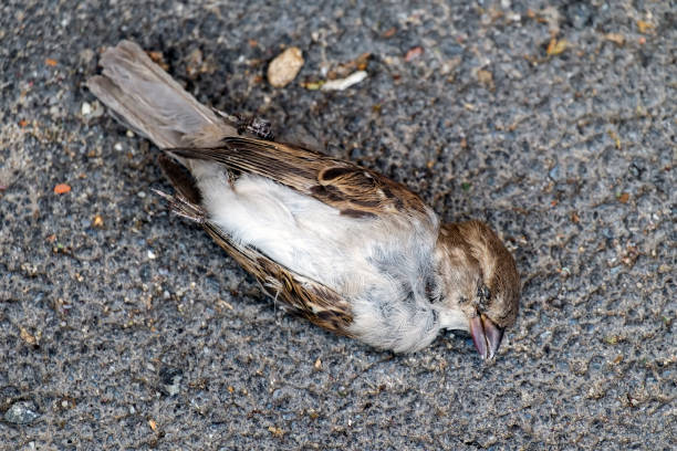 istock Dead sparrow lies on the asphalt 1022585260