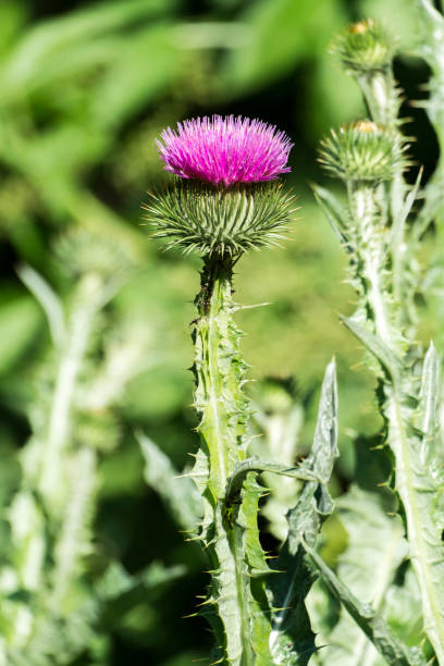 istock Purple flower of cotton thistle (Onopordum acanthium) 1022589936