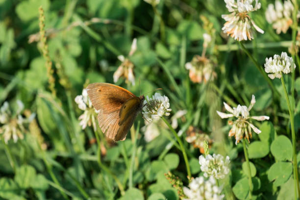 Ringlet butterfly sits on a flower of white clover (Aphantopus hyperantus)