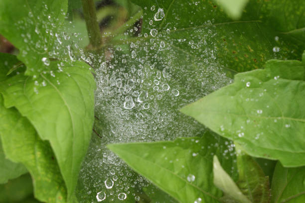 istock Transparent water droplets on the spider web 1022595146