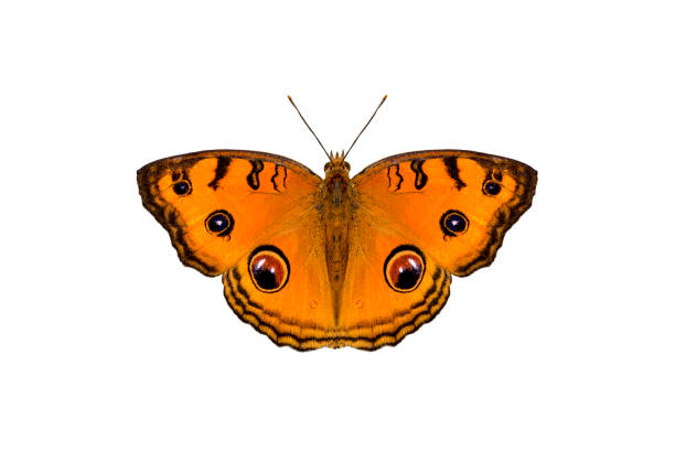 istock Beautiful The Peacock Pansy butterfly isolated on white background 1022602610
