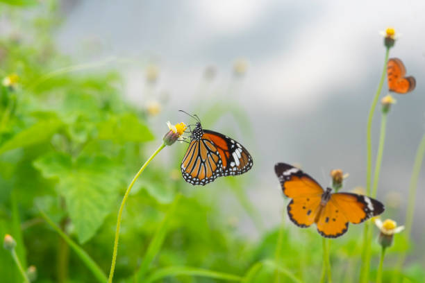 istock Beautiful The Common Tiger butterfly 1022602680