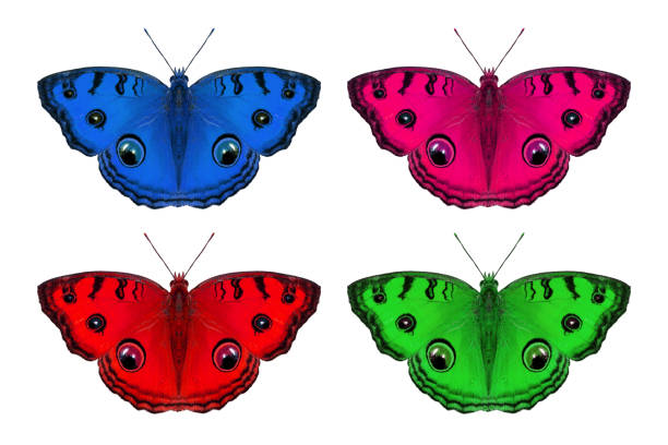 Beautiful butterfly met in Thailand