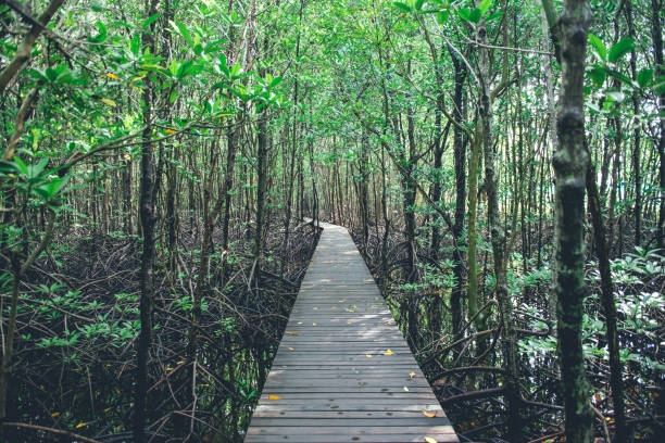 мангровые деревья и корни природы в заливе кунг крабаен таиланд - 13448 стоковые фото и изображения