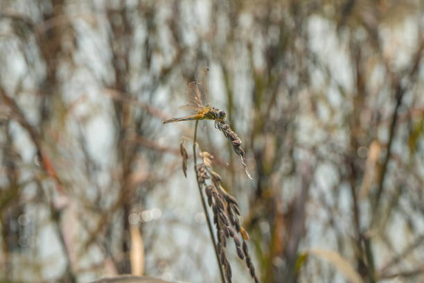 dragonfly on Rice berry in farm. (Thai black jasmine rice)
