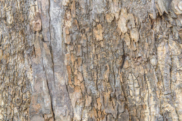motif de texture d'écorce d'arbre en arrière-plan - 13431 photos et images de collection