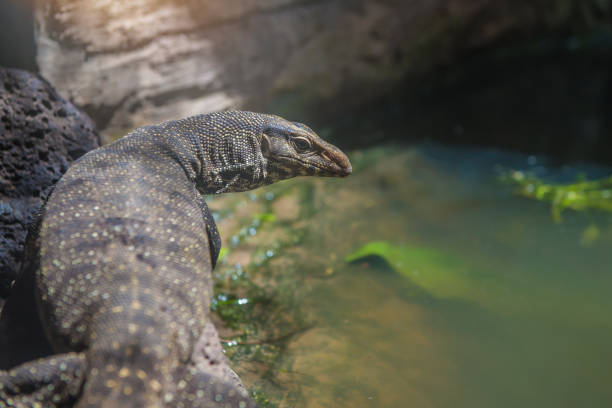 istock Varanus salvator also sometimes called erroneously Komodo Dragon in park Thailand 1022607992
