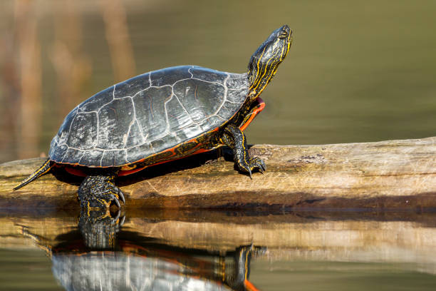 istock Side view of turle on log. 1022608124