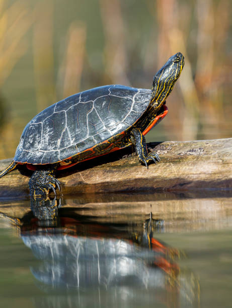 tortuga se asolea sobre un tronco. - emídidos fotos fotografías e imágenes de stock