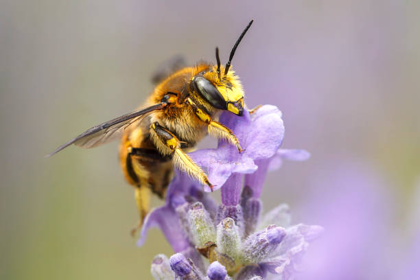 istock Close up of honey bee gathering nectar. 1022608150