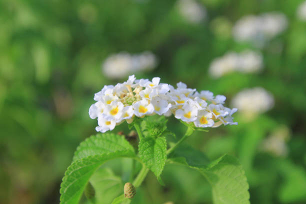 istock white flower at flower bed at summer 1022614282