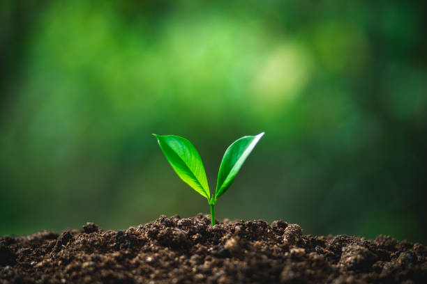 istock tree in neutral background Close-Up Of Fresh Green Plan 1022615094