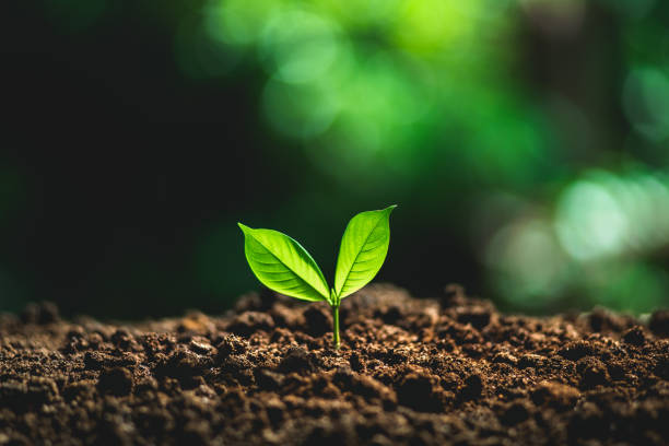 istock tree in neutral background Close-Up Of Fresh Green Plan 1022615114
