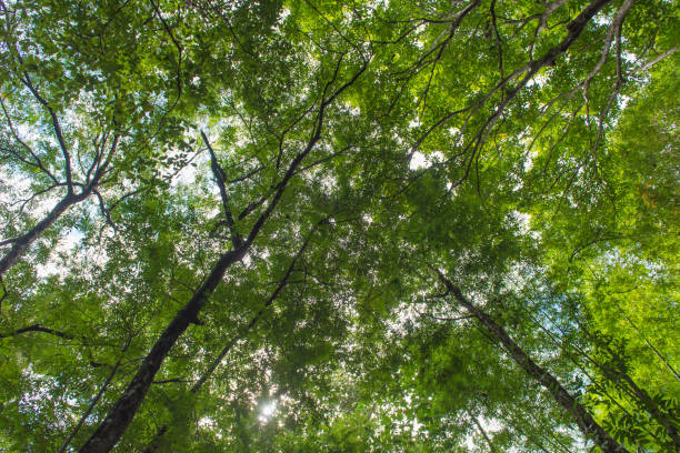 istock Autumn tree in the forest seen from ground up 1022617300