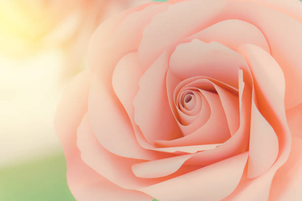 piękne słodkie różowe róże w miękkim stylu na romantyczne tło lub walentynki - 13570 zdjęcia i obrazy z banku zdjęć