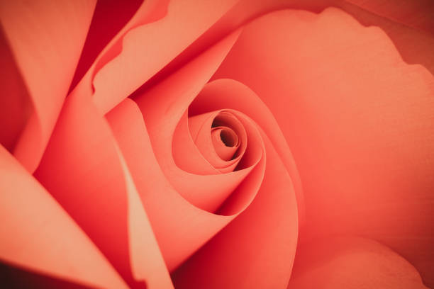 hermosa de rosas de dulce color rosa suave estilo de romance fondo o san valentín día - 13584 fotografías e imágenes de stock