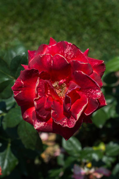 istock Beautiful fresh roses in close up view 1022625650