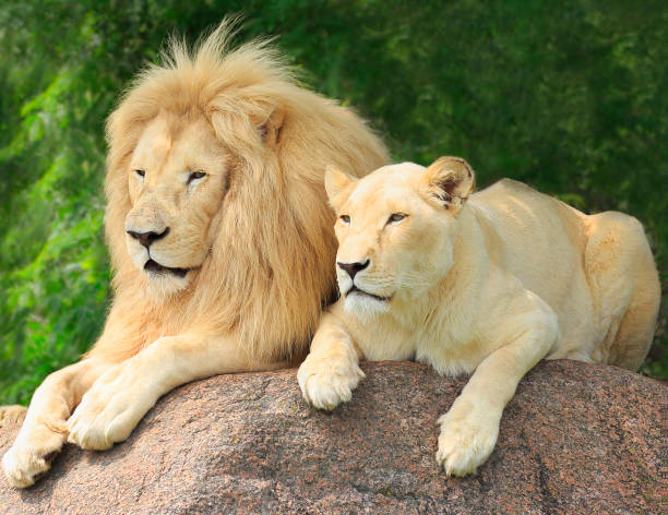 istock Lions Family Portrait 1022625752