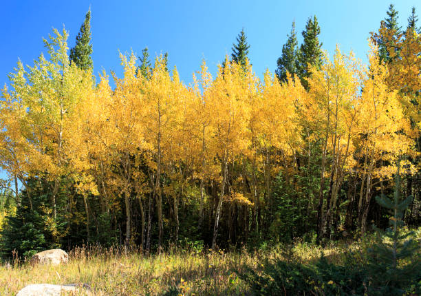 Autumn Groove in the Grove A small grove of aspens display autumn gold. birch gold group reviews us stock pictures, royalty-free photos & images