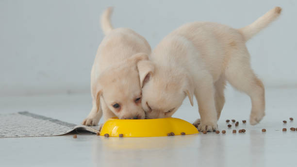 due cuccioli di labrador mangiano divertentemente in una ciotola gialla su un pavimento - puppy young animal dog labrador retriever foto e immagini stock