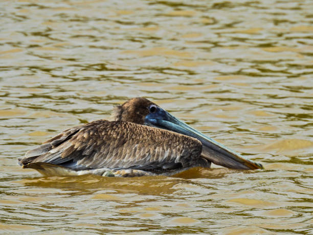 istock Adult pelican swimming. 1022641854