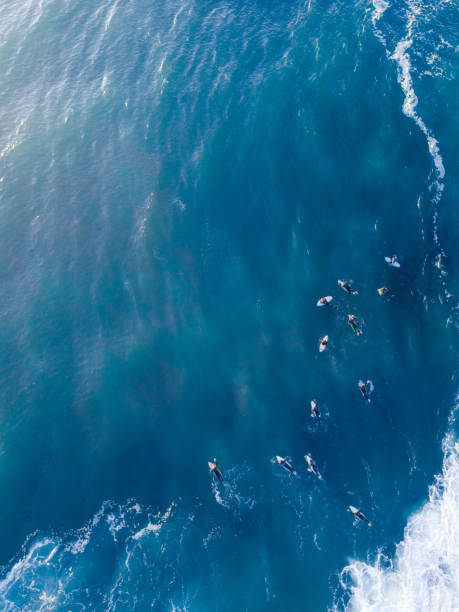 istock Group of Surfers 1022644376