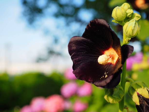 istock 