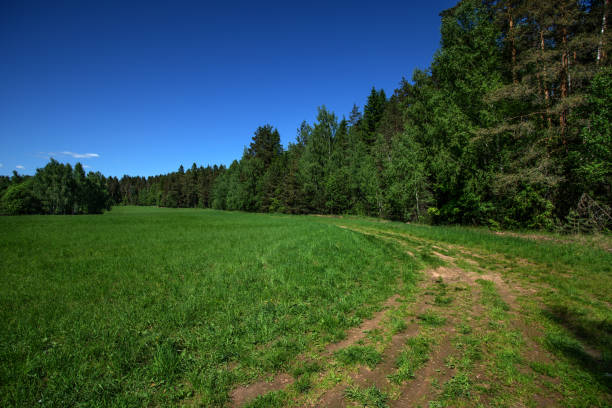 Country road through the field