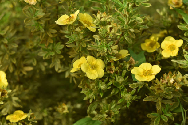 istock Yellow little flowers 1022651816