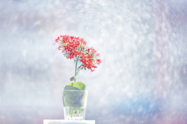 small pink calanchoe flowers on a beautiful artistic background on a Sunny day. Wallpaper small pink calanchoe flowers on a beautiful artistic background on a Sunny day. Wallpaper. calanchoe stock pictures, royalty-free photos & images