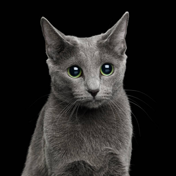 istock Amazing Russian blue Cat on Black Background 1022659068