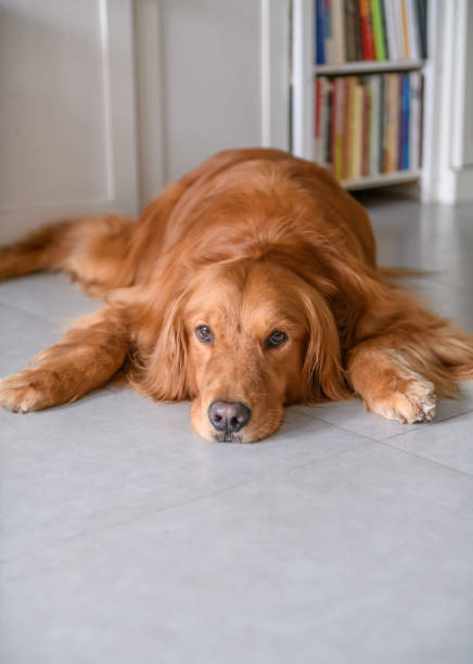 istock Golden retriever lying on the ground 1022667258
