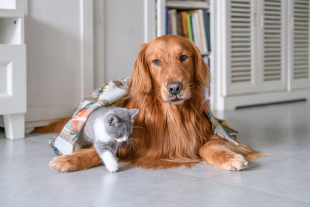 istock Cute kitty and Golden retriever 1022667270