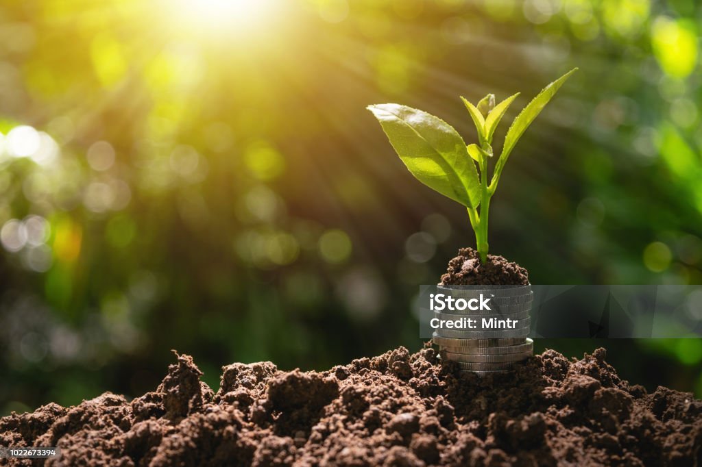 Coins with plant on top put on the soil in green nature background for business growth concept. Currency Stock Photo