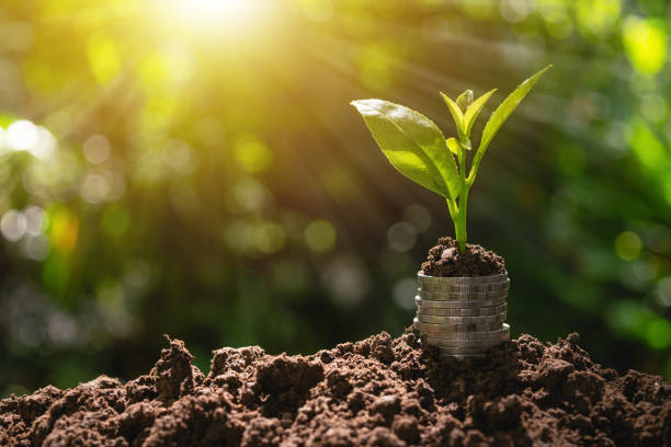 Coins with plant on top put on the soil in green nature background for business growth concept. Coins with plant on top put on the soil in green nature background for business growth concept. flora environment stock pictures, royalty-free photos & images