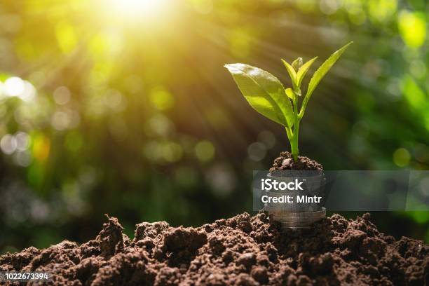 Coins With Plant On Top Put On The Soil In Green Nature Background For Business Growth Concept Stock Photo - Download Image Now