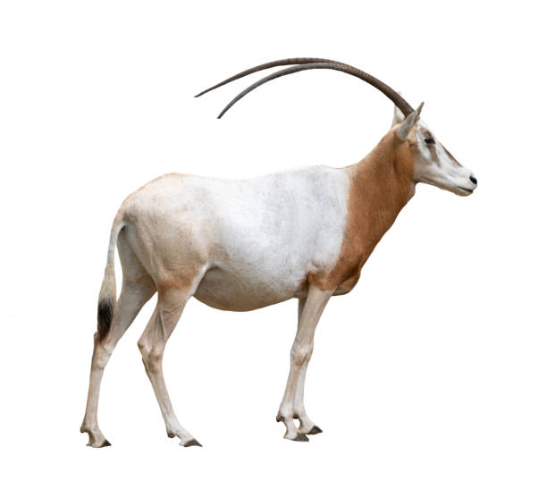 istock scimitar horned oryx isolated on white background 1022674440