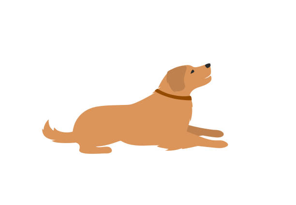 женщина ходить с пуделем собака силуэт вектор иллюстрации - golden retriever illustrations stock illustrations