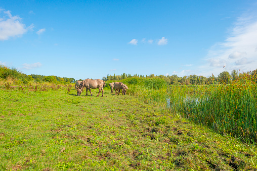 Horses in a meadow with wild flowers in sunlight in summer