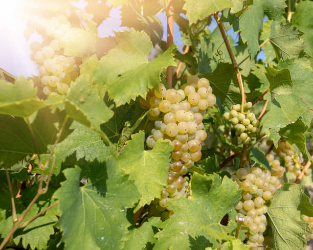 istock grape wine on Palava Vineyards, Czech Republic 1022676110